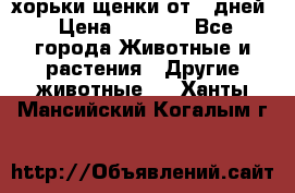 хорьки щенки от 35дней › Цена ­ 4 000 - Все города Животные и растения » Другие животные   . Ханты-Мансийский,Когалым г.